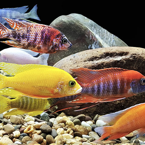 African Cichlids