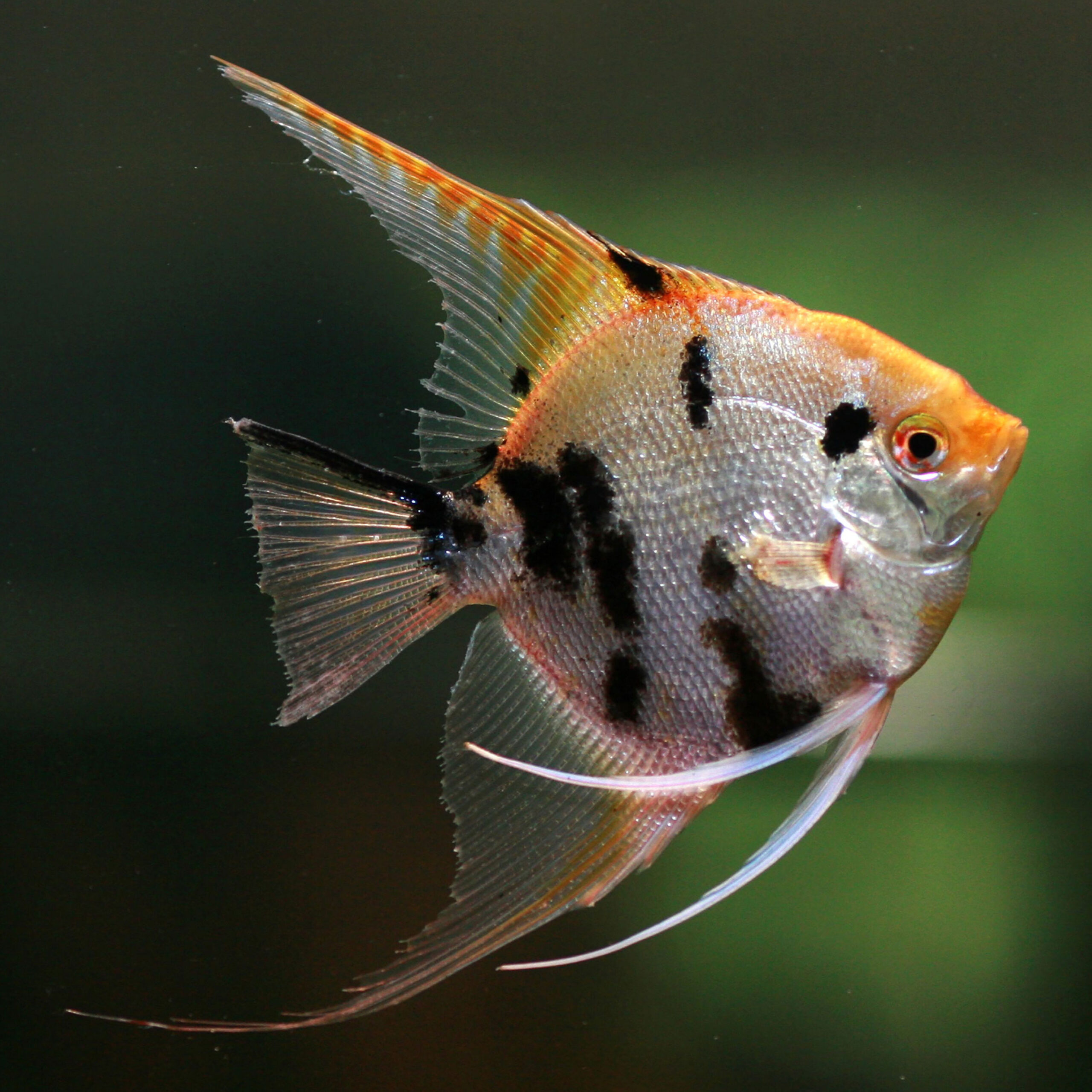 Angelfish